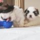 Cutest Puppies Playing Around  | Shih Tzu Puppy