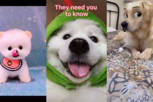 Cutest Puppies Video Compilation 2021