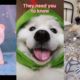 Cutest Puppies Video Compilation 2021