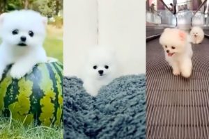 Cutest puppy||Cute puppies||Puppy video|| Cute puppy activities||Yashi Explores||#cutepuppy