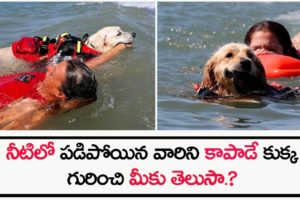 Did you know about the dog that rescues people who have fallen into the water? || Shri Tv Believe