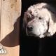 Dog Left Behind in Doghouse Finds a Mom Who Loves Him | The Dodo