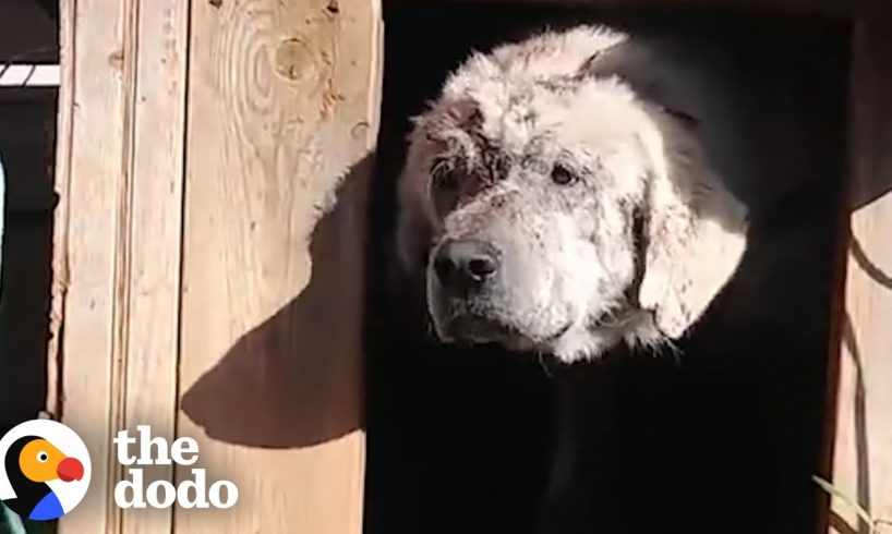 Dog Left Behind in Doghouse Finds a Mom Who Loves Him | The Dodo