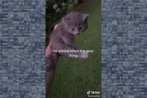 Dog Rescues Kitten Trapped in Hose in Georgia Backyard