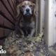 Dog Was So Scared He Hid Behind Building From People | The Dodo