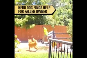 Dog rescues owner by alerting sanitation worker to help | Localish