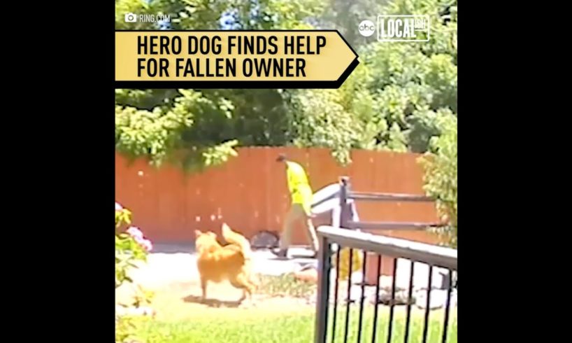 Dog rescues owner by alerting sanitation worker to help | Localish