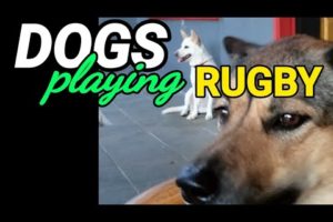 Dogs playing rugby / American Football|Animals #shorts video