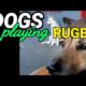 Dogs playing rugby / American Football|Animals #shorts video