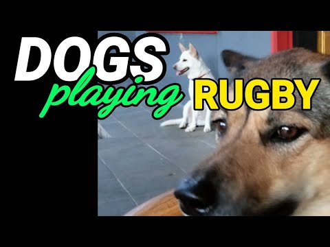 Dogs playing rugby / American Football|Animals #shorts video