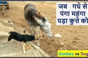Donkey Vs Dog fight/ Animal Fights/ Donkey kicked Dog/Animal fights Caught in the act