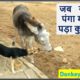 Donkey Vs Dog fight/ Animal Fights/ Donkey kicked Dog/Animal fights Caught in the act
