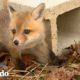 Dos zorros bebés huérfanos se vuelven locos cuando se encuentran por primera vez 🦊❤️ | El Dodo