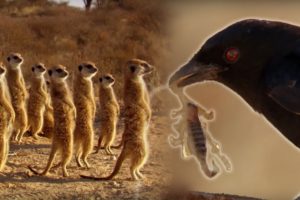 Drongo Bird Tricks Meerkats | Africa | BBC Earth