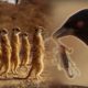 Drongo Bird Tricks Meerkats | Africa | BBC Earth
