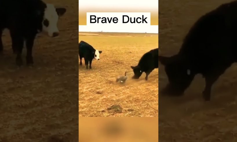 Duck vs Cows - Best animal fights -  #shorts #funny #duck
