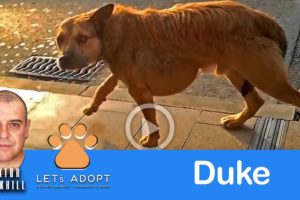 Duke the Dog With Massive Tumor Shows Up At Hospital is Saved By Hope @Viktor Larkhill