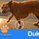 Duke the Dog With Massive Tumor Shows Up At Hospital is Saved By Hope @Viktor Larkhill