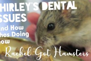 Dwarf Hamster Dental Issues //  Shirley the Rescue Hamster's Health & Teeth concerns