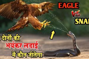 Eagle vs Snack! Snacks! Snacks fight! snack video!animal fight!animal video! wild animals! wildlife!