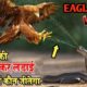 Eagle vs Snack! Snacks! Snacks fight! snack video!animal fight!animal video! wild animals! wildlife!