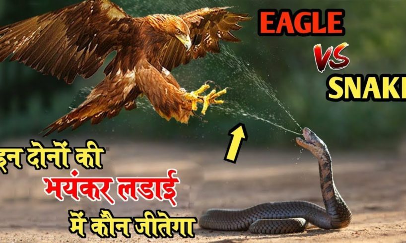 Eagle vs Snack! Snacks! Snacks fight! snack video!animal fight!animal video! wild animals! wildlife!