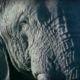 Elephant Mating, Fighting, and Pregnancy | Animals: The Inside Story | BBC Earth