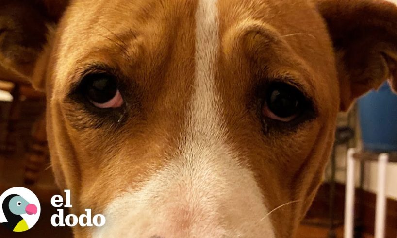 Este cachorro nunca ha vivido adentro | El Dodo