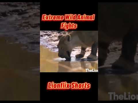 Extreme Wild Animal Fights!!! pt5
