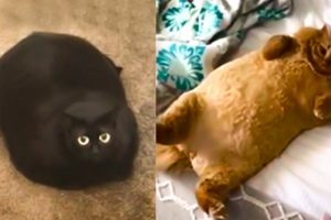 FUNNIEST CAT VİDEOS ON THE INTERNET #2 Tiktok Compilation