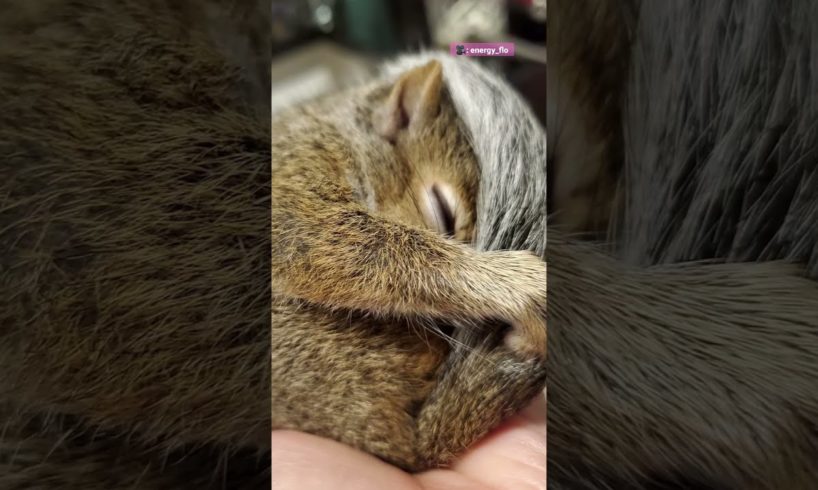 Family Rescues a Tiny Squirrel | The Dodo