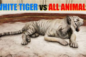 Far Cry 4 Animal Fight - White Tiger vs All Animals