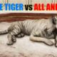 Far Cry 4 Animal Fight - White Tiger vs All Animals