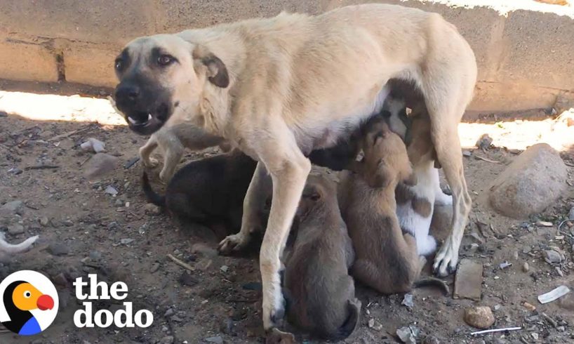 Fearful Mama Dog Starts Trusting Once She Knows Her Babies Are Safe | The Dodo