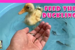 Feed The Ducklings - Cute Duck Eating Small Fish - The Animals Cute Around Us