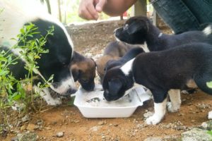 Feeding Mama And Puppies | Cutest Puppies Breast Feeding Dog Milk