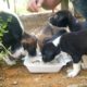 Feeding Mama And Puppies | Cutest Puppies Breast Feeding Dog Milk