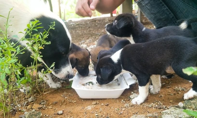 Feeding Mama And Puppies | Cutest Puppies Breast Feeding Dog Milk