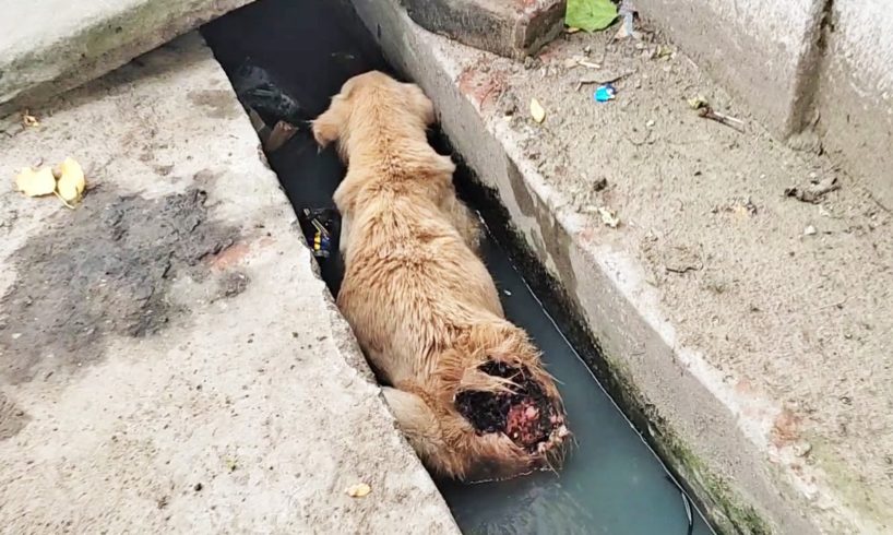 Fragile elderly dog had hidden strength to heal from massive wound.