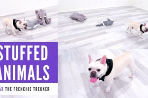 French Bulldog Playing with Stuffed Animals | IKEA Plush Toys | Frenchie Trekker TV フレンチブルドッグ