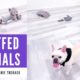 French Bulldog Playing with Stuffed Animals | IKEA Plush Toys | Frenchie Trekker TV フレンチブルドッグ