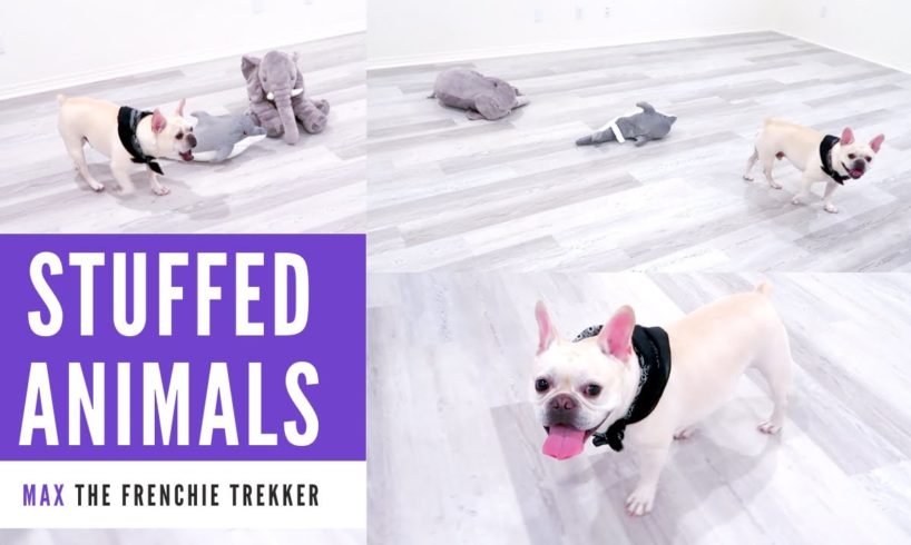 French Bulldog Playing with Stuffed Animals | IKEA Plush Toys | Frenchie Trekker TV フレンチブルドッグ