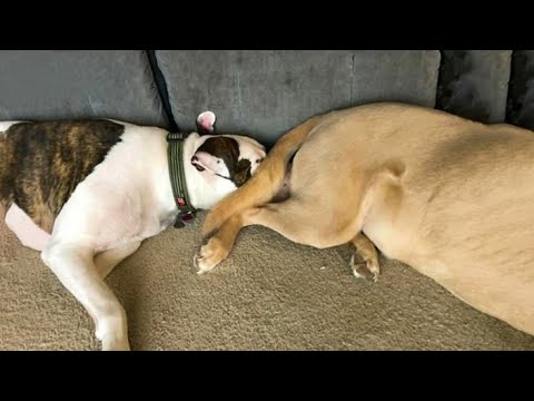 Funniest Dogs And Cats Ever 🐧 - Best Funny Animal Videos Of The 2021