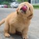 Funniest & Cutest Golden Retriever Puppies - 30 Minutes of Funny Puppy Videos 2021 #11