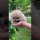 Funniest & Cutest Puppies  Small  Funny Puppy Videos Cute baby animals cutest moment of the animals