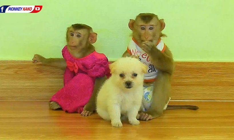 Funny Animals | Cutie Monkey KAKO & LUNA Playing With Baby Puppy Together