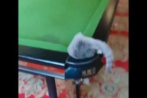 Funny Cat Moment that is playing billiards❤️💖 Funny Animals World