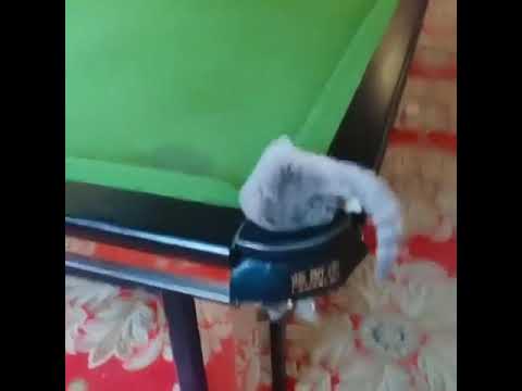 Funny Cat Moment that is playing billiards❤️💖 Funny Animals World