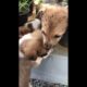Funny Puppies|Cute Puppy Videos|Cute Puppies Doing Funny Things|Cutest Dogs| Funny vedios