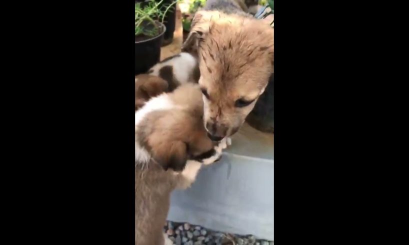 Funny Puppies|Cute Puppy Videos|Cute Puppies Doing Funny Things|Cutest Dogs| Funny vedios